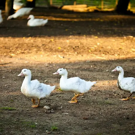 בית חווה Agriturismo Il Cavenago Ghemme
